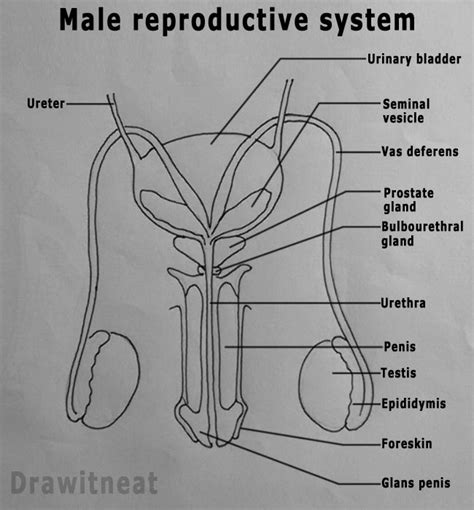 penice|Male Sexual Anatomy 